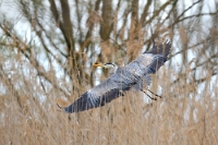 Ardea cinerea (Airone cenerino in volo)